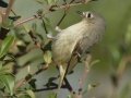 Ruby-crowned Kinglet