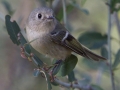 Ruby-crowned Kinglet