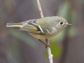 Ruby-crowned Kinglet