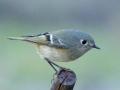 Ruby-crowned Kinglet