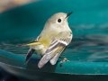 Ruby-crowned Kinglet