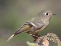 Ruby-crowned Kinglet