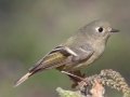 Ruby-crowned Kinglet