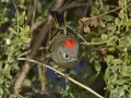 Ruby-crowned Kinglet