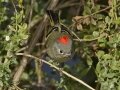 Ruby-crowned Kinglet