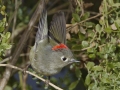 Ruby-crowned Kinglet