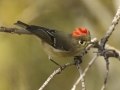 Ruby-crowned Kinglet