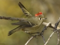 Ruby-crowned Kinglet