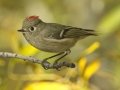 Ruby-crowned Kinglet