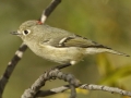 Ruby-crowned Kinglet