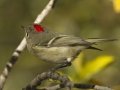 Ruby-crowned Kinglet