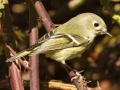 Ruby-crowned Kinglet