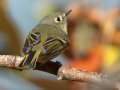 Ruby-crowned Kinglet