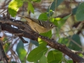 Ruby-crowned Kinglet