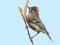 Ruby-crowned Kinglet