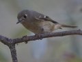 Ruby-crowned Kinglet