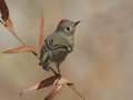 Ruby-crowned Kinglet