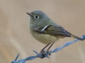 Ruby-crowned Kinglet - Laguna Mountains - West Meadow Area