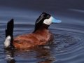 Ruddy Duck