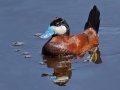 Ruddy Duck