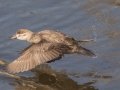 Ruddy Duck - Bolsa Chica Ecological Reserve