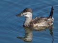 Ruddy Duck