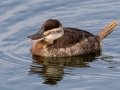 Ruddy Duck
