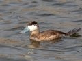 Ruddy Duck