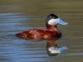 Ruddy Duck
