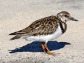 Ruddy Turnstone