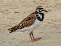 Ruddy Turnstone