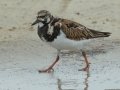 Ruddy Turnstone