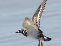 Ruddy Turnstone