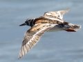 Ruddy Turnstone