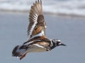 Ruddy Turnstone