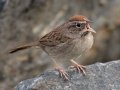 Rufous-crowned Sparrow