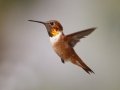 Rufous Hummingbird