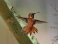 Rufous Hummingbird