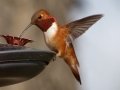 Rufous Hummingbird