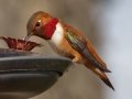 Rufous Hummingbird