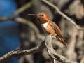 Rufous Hummingbird