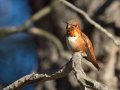 Rufous Hummingbird