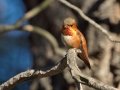 Rufous Hummingbird