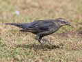 Rusty Blackbird - Robb Field, Ocean Beach, San Diego, California, 1/30/2018