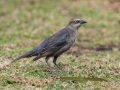 Rusty Blackbird - Robb Field, Ocean Beach, San Diego, California, 1/30/2018