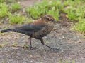 Rusty Blackbird - Robb Field, Ocean Beach, San Diego, California, 1/30/2018