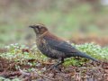 Rusty Blackbird - Robb Field, Ocean Beach, San Diego, California, 1/30/2018