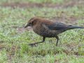 Rusty Blackbird - Robb Field, Ocean Beach, San Diego, California, 1/30/2018