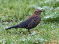Rusty Blackbird - Robb Field, Ocean Beach, San Diego, California, 1/30/2018