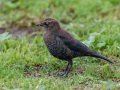 Rusty Blackbird - Robb Field, Ocean Beach, San Diego, California, 1/30/2018
